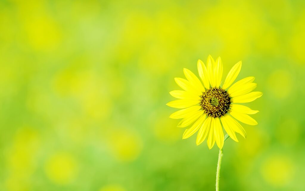sunflower background images
